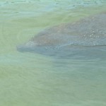 Manatee