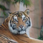 Tiger at Australia Zoo, QLD