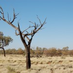 Tree, dead, Uluru