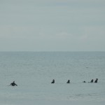 Surfers at Bells Beach