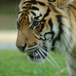 Tiger, Australia Zoo