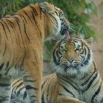 Tigers, Australia Zoo