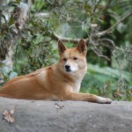 Dingo