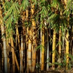 Bamboo, Brisbane