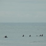 Surfers, Bells beach