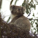 Koala - they move faster than you think