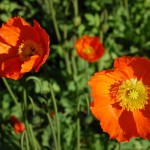 Flowers, Melbourne