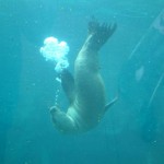 Seal, Colchester Zoo, 2004