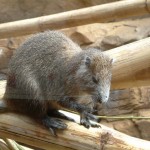 Wombat, Colchester Zoo, 2004