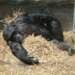 Ape, Colchester Zoo, 2004