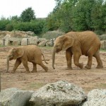 Elephants, Colchester Zoo, 2004