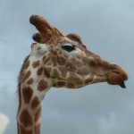 Giraffe, Colchester Zoo, 2004