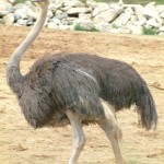 Emu, Colchester Zoo, 2004