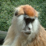 Monkey, Colchester Zoo, 2004