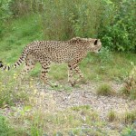 Cheetah, Colchester Zoo, 2004