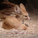 Fox, Colchester Zoo, 2004