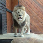 Lion, Colchester Zoo, 2004