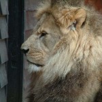 Lion, Colchester Zoo, 2004