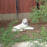 White tiger, Colchester Zoo, 2004