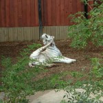 White tiger, Colchester Zoo, 2004