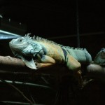 Lizard, Colchester Zoo, 2004