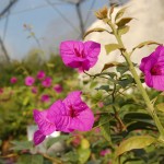 Eden Project