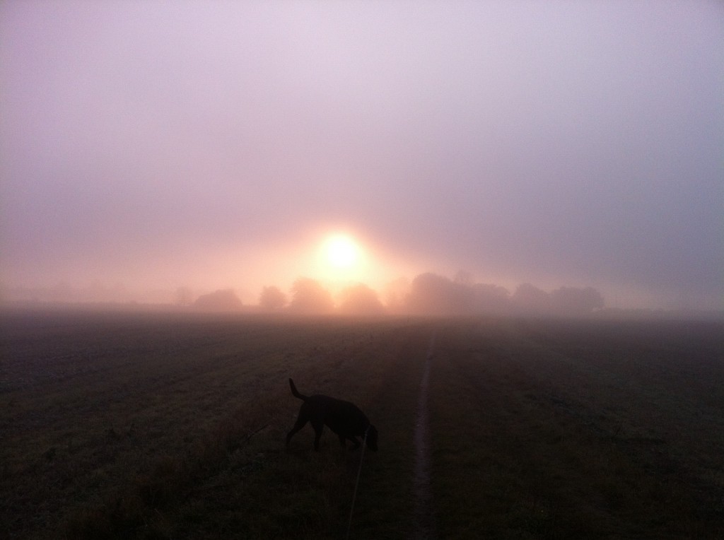 Sunrise over a line of trees in Kent