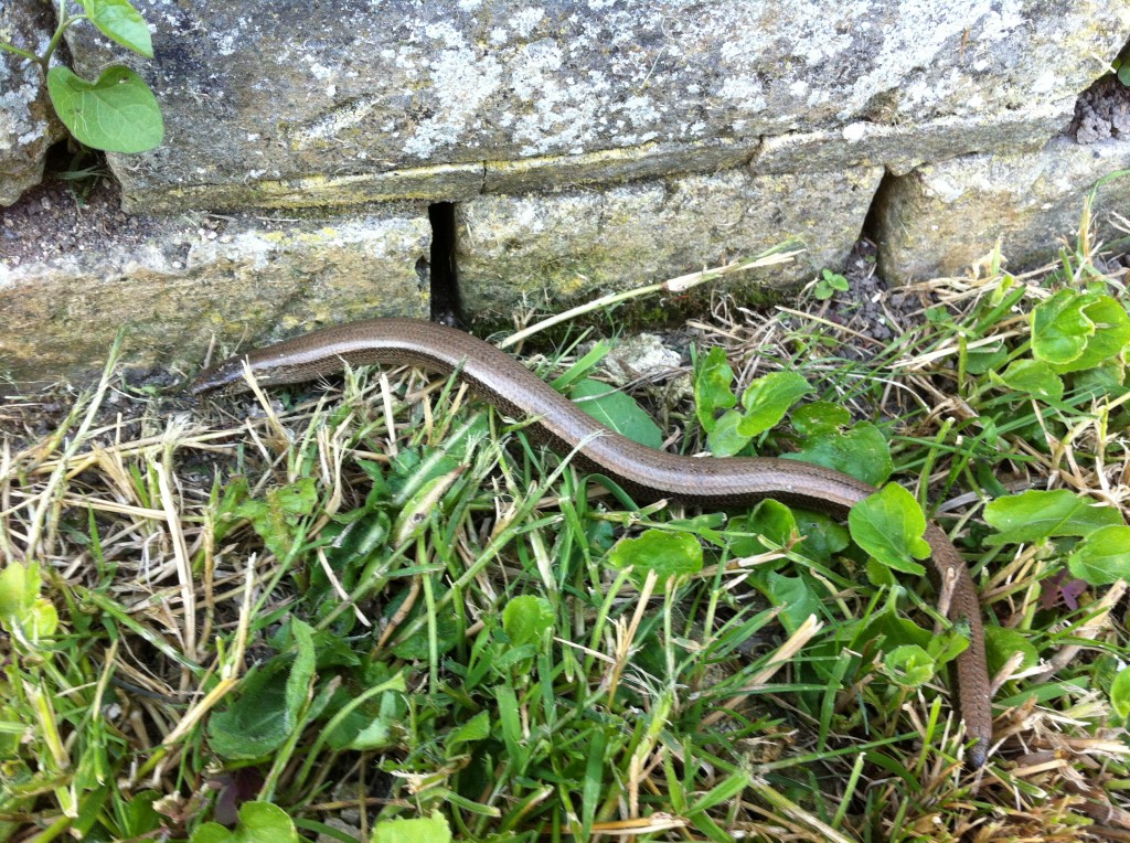 Slow Worm Again