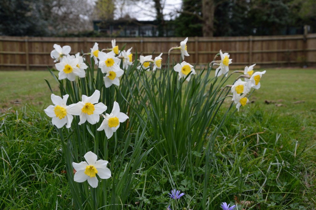 Daffodils