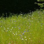 Summer Flowers