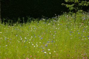 Summer Flowers