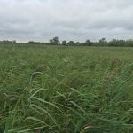 Wicken Fen