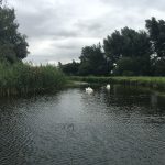 Wicken Fen Swans