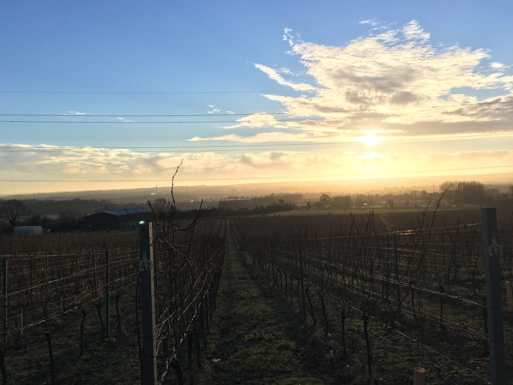 Vineyards and Mist