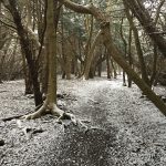 Snowy Path Up The North Downs