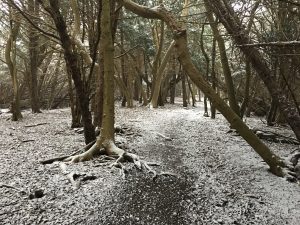 Snowy Path Up The North Downs