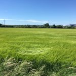 Sweeping Barley