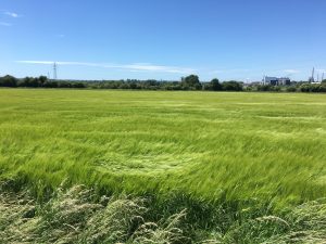 Sweeping Barley