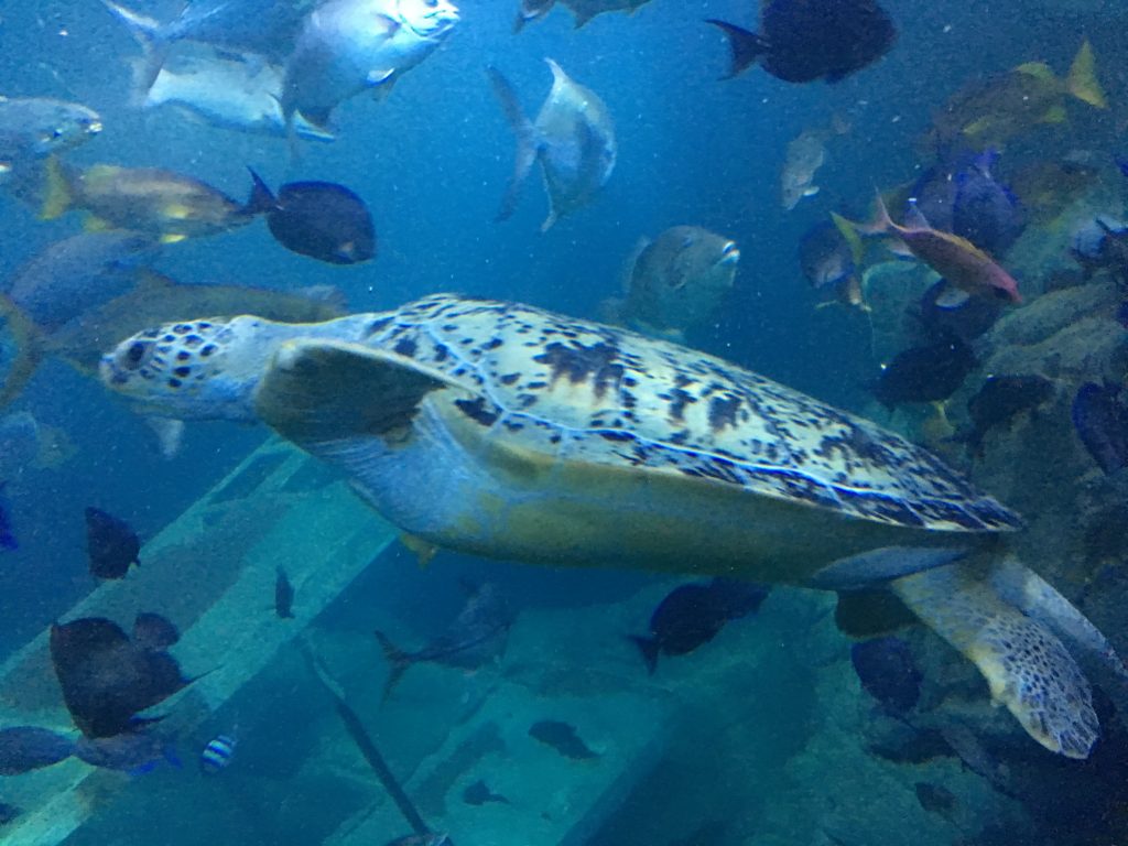 Green Turtle