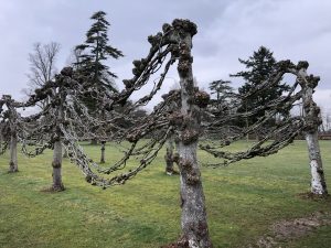 Pleached Limes