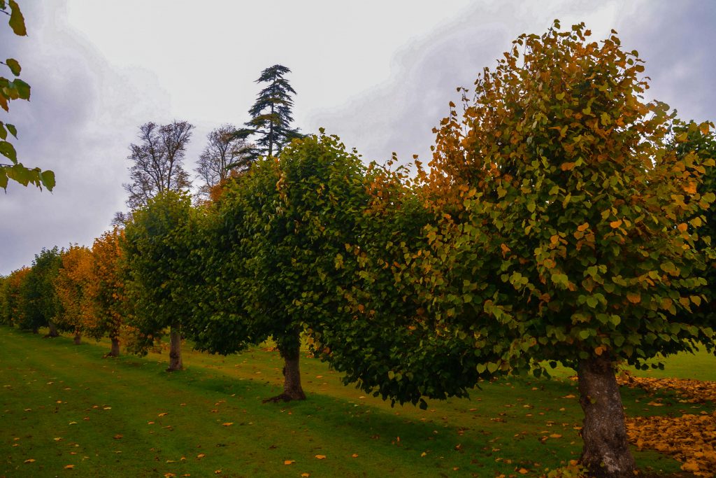 Pleached Limes