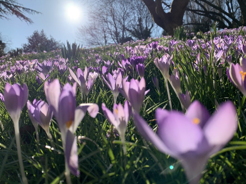 Spring Morning Sunshine