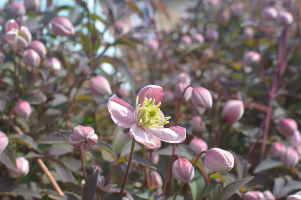 Honeysuckle