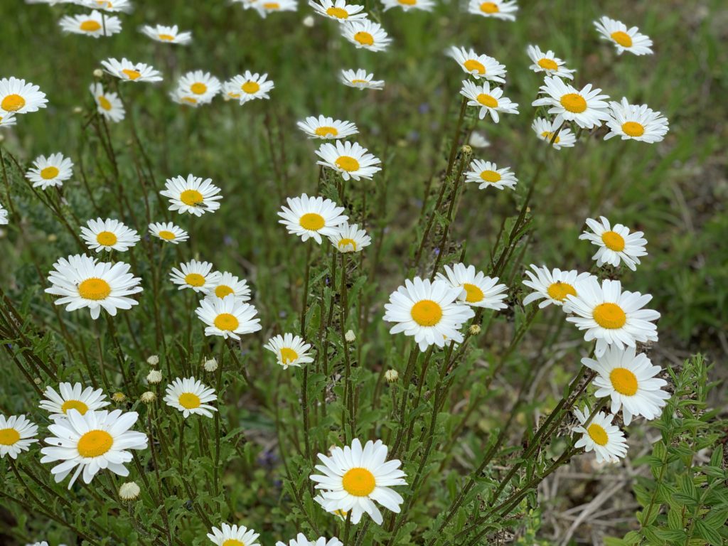 Daisies