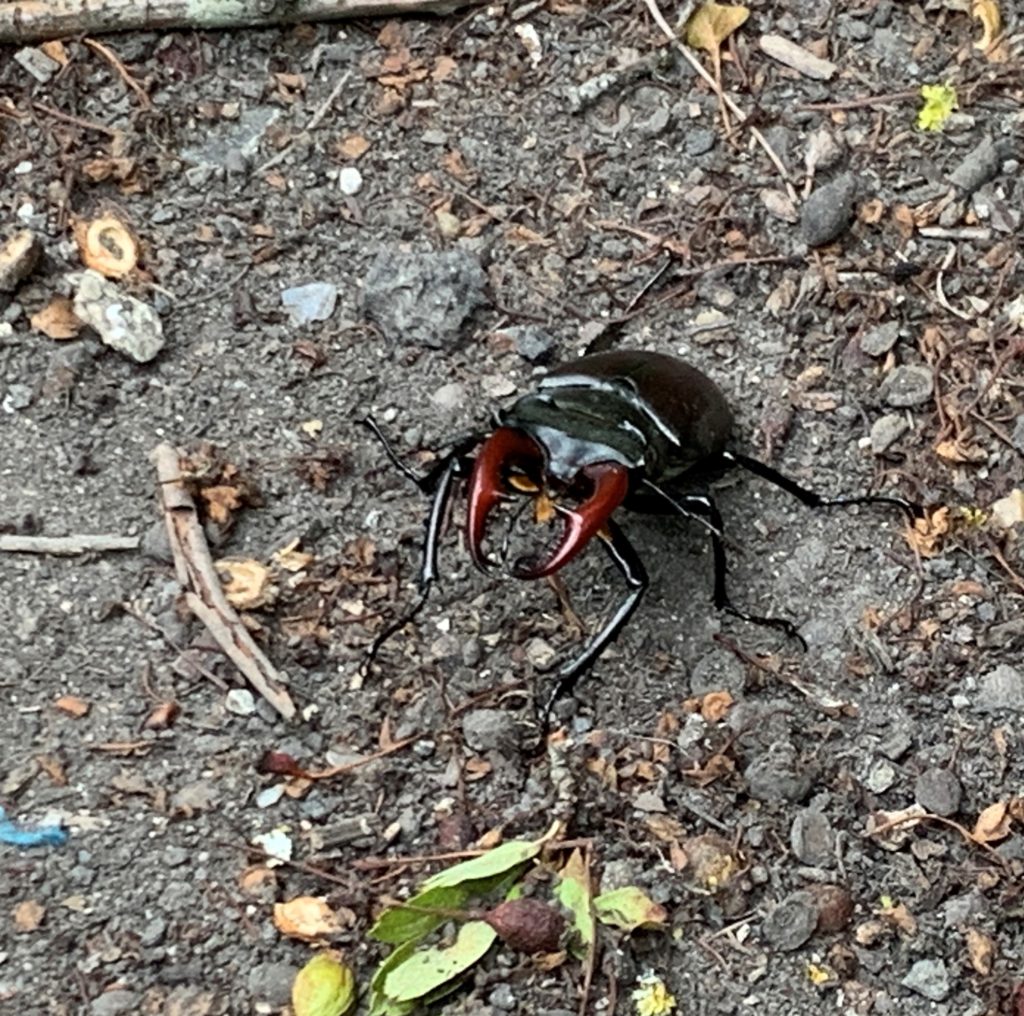 Stag Beetle