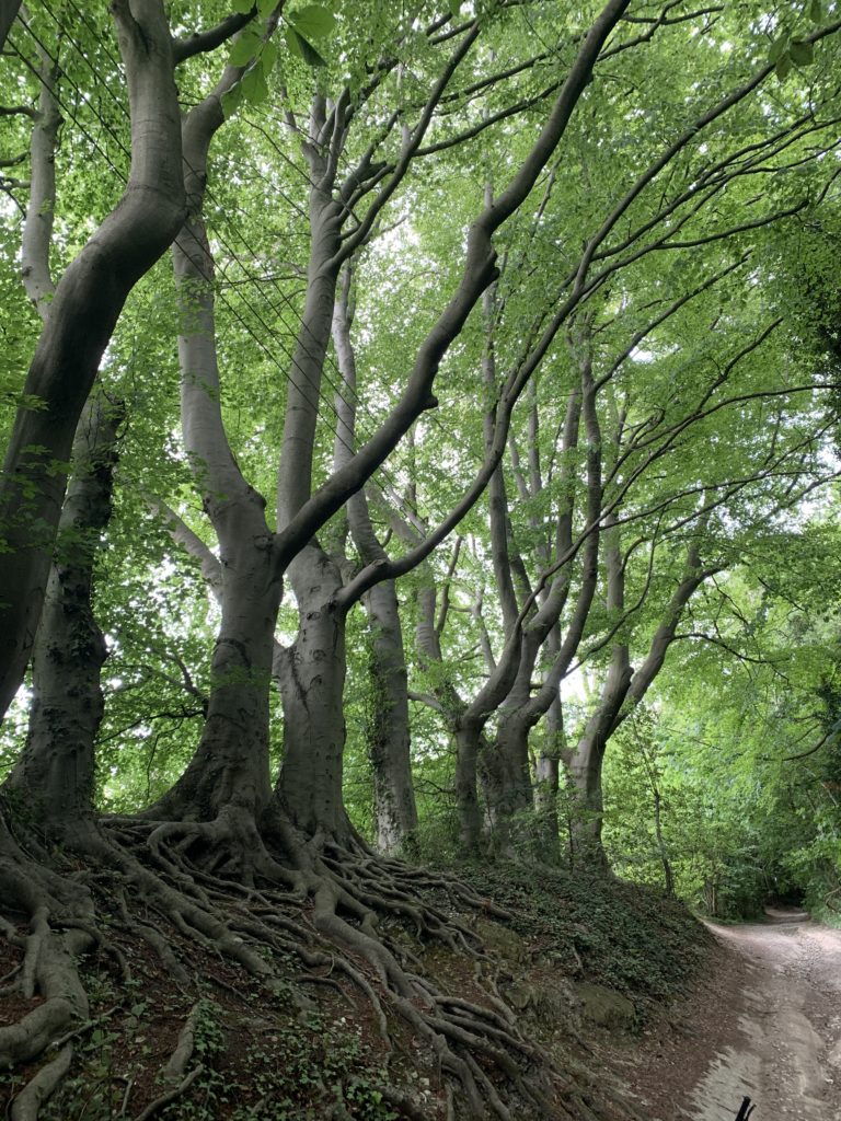 Leafy Lane