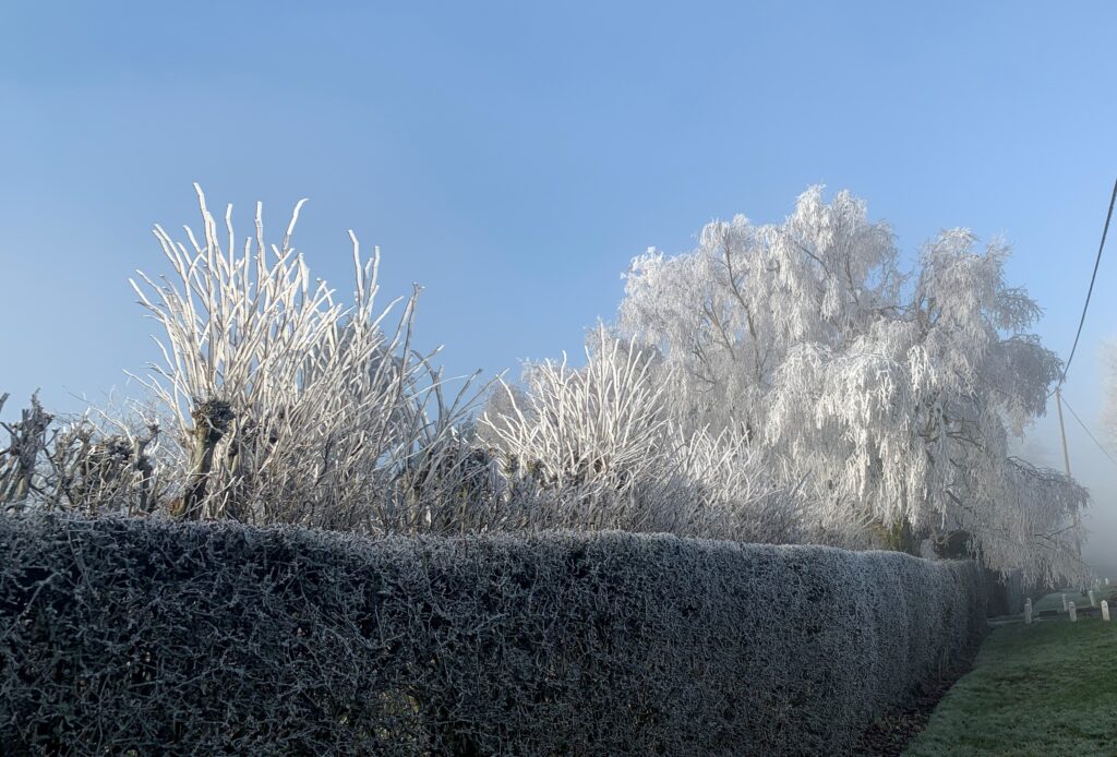 Frozen Trees