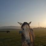 Horse in sunrise