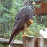 Bird, Colchester Zoo, 2004