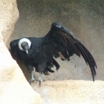 Vulture, Colchester Zoo, 2004